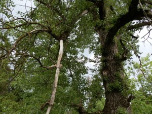 beskid wyspowy 82 (1)